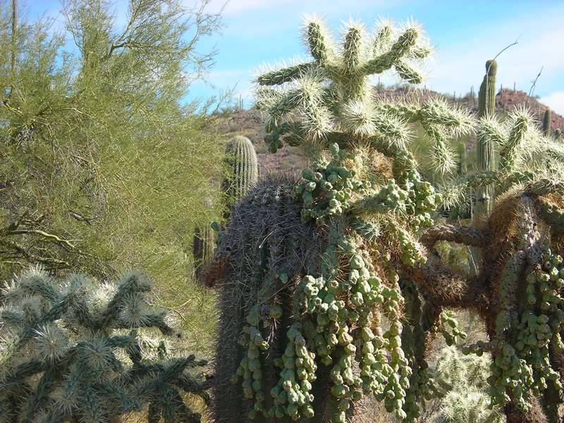Cactus - Seguaro Park